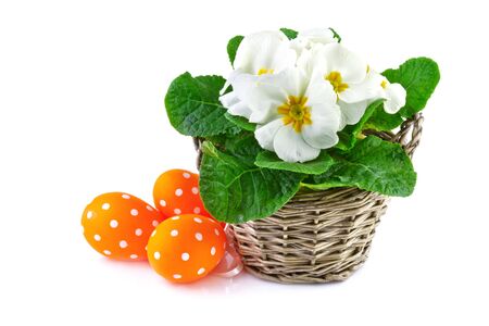 spring flowers in basket and easter eggs, isolated on white の写真素材