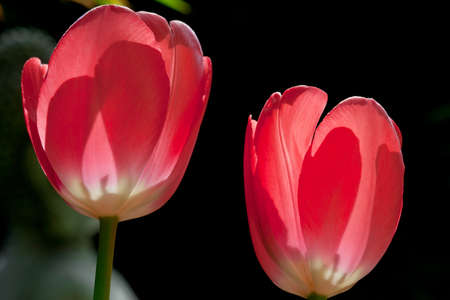 close up of two red tulips の写真素材