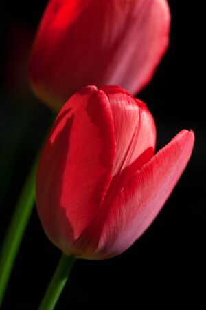 close up of two red tulips の写真素材