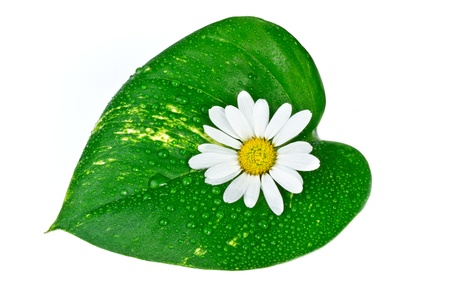 spa concept, white flower with green leafの写真素材