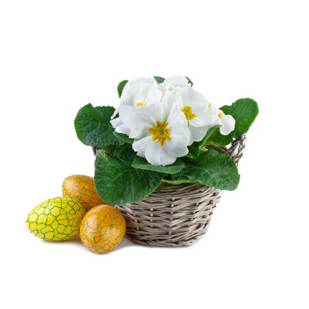 easter eggs and spring flowers isolated on white の写真素材