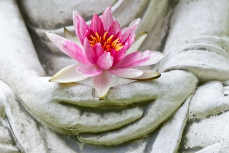 Buddha hands holding flowerの写真素材
