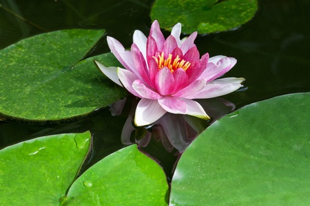 pink water lily with green leaves on water surfaceの写真素材
