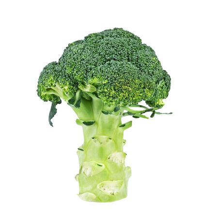 fresh broccoli isolated on white backgroundの写真素材