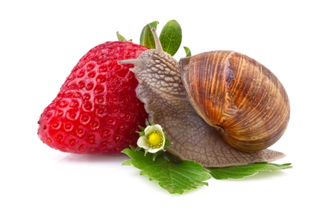 snail and strawberry on white backgroundの写真素材