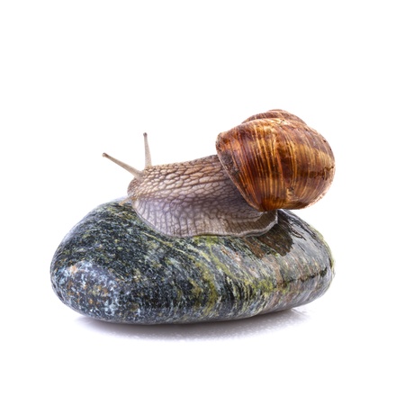 garden snail Helix pomatia on stoneの写真素材