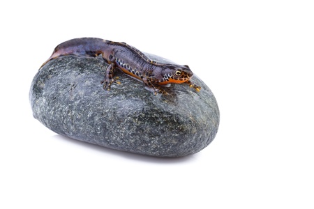alpine newt (Ichthyosaura alpestris,Triturus alpestris) on a stone の写真素材