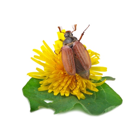 cockchafer (melolontha) or may bug on whiteの写真素材