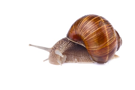 garden snail (Helix pomatia) isolated on white backgroundの写真素材