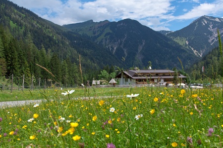 wildflowers in an alpine meadow, Austria, Tirolの写真素材