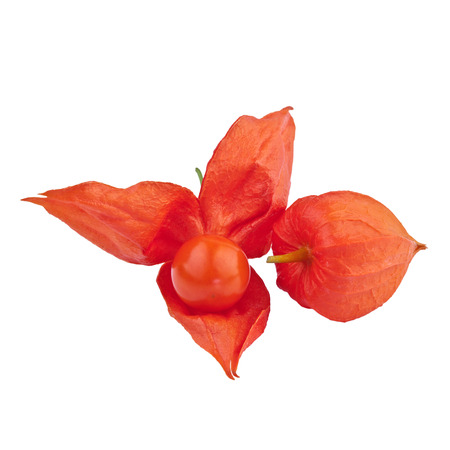Physalis (Physalis alkekengi) Chinese Lanternの写真素材