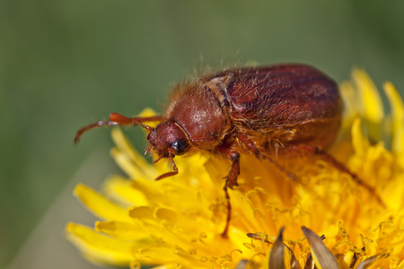 May bug or cockchafer (Melolontha melolontha) の写真素材