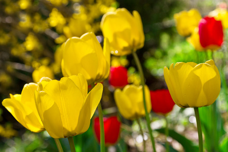 yellow and red tulipsの写真素材