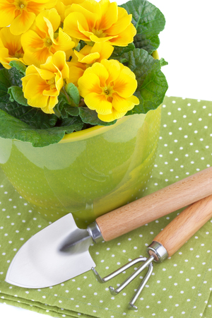 Primula Flowers with Garden Toolsの写真素材