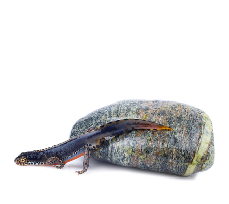 Alpine Newt (Ichthyosaura alpestris,Triturus alpestris) の写真素材