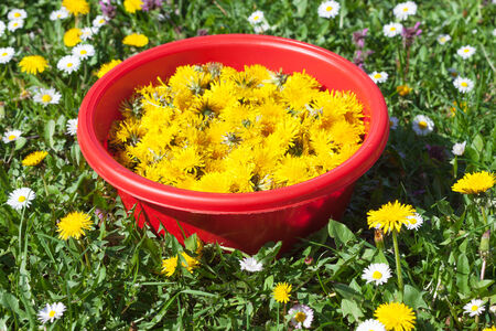 Dandelion Flower collected on a Meadowの写真素材