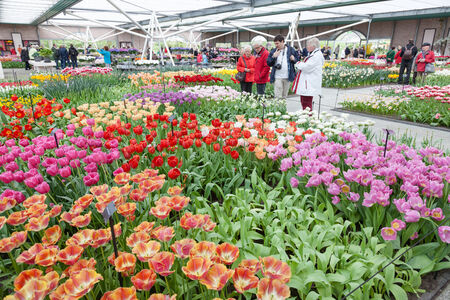 Inside the Willem-Alexander Pavillion. Keukenhof is the world's largest flower garden. Keukenhof Garden, Lisse, Netherlands - April 08, 2014. のeditorial素材