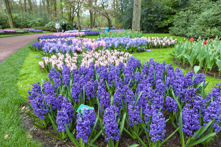 Keukenhof Garden- Lisse- Netherlandsの写真素材