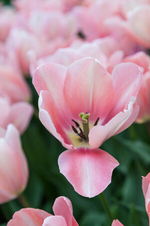 Pink Tulips in close upの写真素材