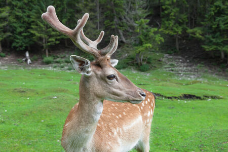 Fallow deer (Dama dama)の写真素材
