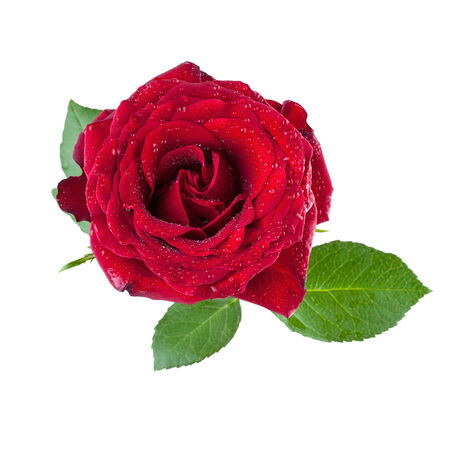 Red Rose Flower isolatedの写真素材