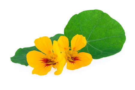 Nasturtium Flower with Leafの写真素材