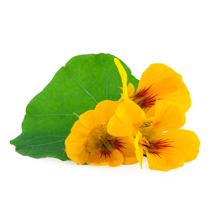 Nasturtium Flowers isolated on whiteの写真素材