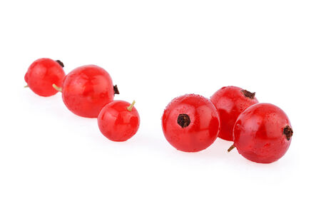Currant isolated white backgroundの写真素材
