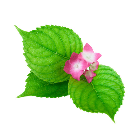 green leaf flower pinkの写真素材