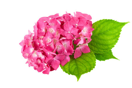 flower pink green leaf Hydrangea isolatedの写真素材