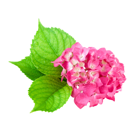 pink flower of Hydrangea plant with  green leaf over whiteの写真素材