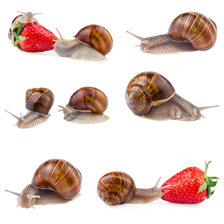 garden snail collectionの写真素材