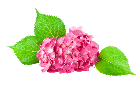 Hortensia Flowerの写真素材