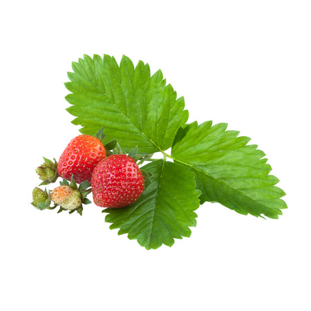 organic strawberries with leaves over whiteの写真素材
