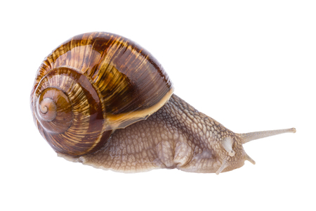 garden snail in close up (Helix pomatia)の写真素材