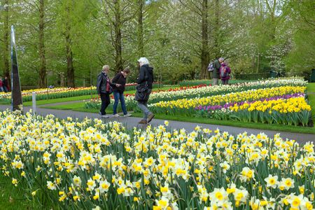 KEUKENHOF GARDEN, NETHERLANDS - APRIL 08: Keukenhof is the world's largest flower garden with 7 million flower bulbs on an area of 32 hectares. Keukenhof Garden, Lisse, Netherlands - April 08, 2014.のeditorial素材