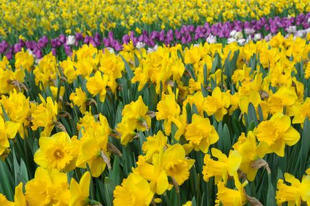 Spring Flowers Yellow Daffodilの写真素材