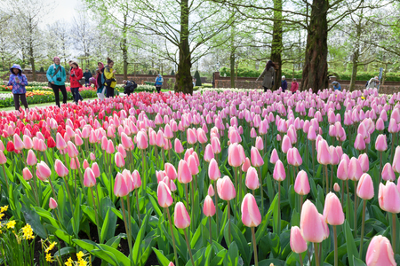KEUKENHOF GARDEN, NETHERLANDS - APRIL 08: Keukenhof is the world's largest flower garden with 7 million flower bulbs on an area of 32 hectares. Keukenhof Garden, Lisse, Netherlands - April 08, 2014.のeditorial素材