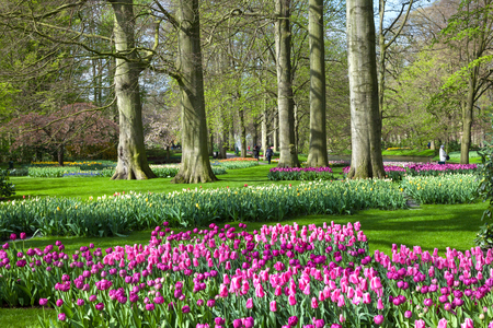 KEUKENHOF GARDEN, NETHERLANDS - APRIL 08: Keukenhof is the world's largest flower garden with 7 million flower bulbs on an area of 32 hectares. Keukenhof Garden, Lisse, Netherlands - April 08, 2014.のeditorial素材