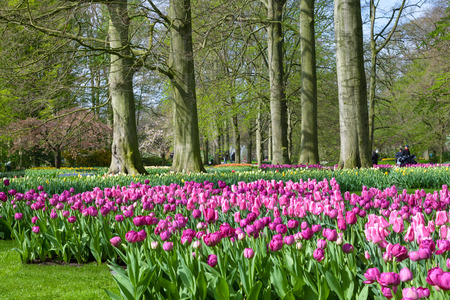 KEUKENHOF GARDEN, NETHERLANDS - APRIL 08: Keukenhof is the world's largest flower garden with 7 million flower bulbs on an area of 32 hectares. Keukenhof Garden, Lisse, Netherlands - April 08, 2014.のeditorial素材