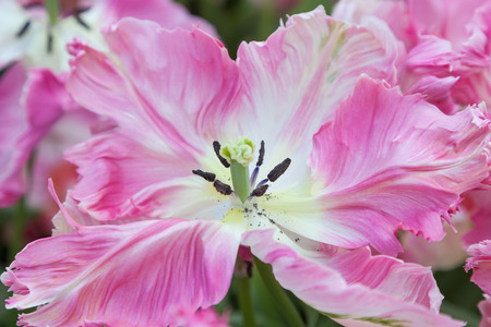 Pink Tulip in close up. Keukenhof. Netherlands.の写真素材