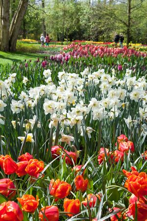 Different Spring Flowers in dutch Spring Garden Keukenhof, Lisse, Netherlands.の写真素材