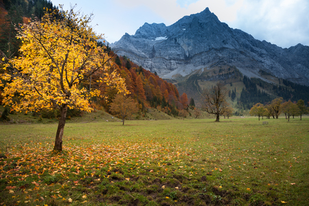 Autumn mountain landscape in the Alps with maple treeの写真素材