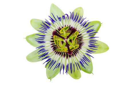 Passion Flower Passiflora isolated clipping path includedの写真素材