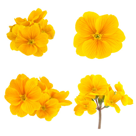 Yellow Spring Flowers Primrose Collectionの写真素材
