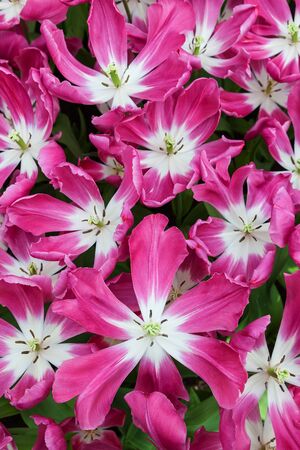 Pink Tulips Close-upの写真素材