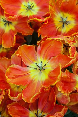 Orange Tulips Close-up. Keukenhof Garden, Netherlandsの写真素材