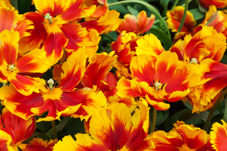 Red Orange Tulips. Keukenhof Garden, Netherlandsの写真素材