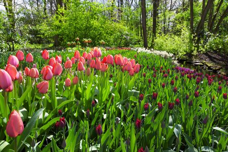 Tulips Spring Gardenの写真素材