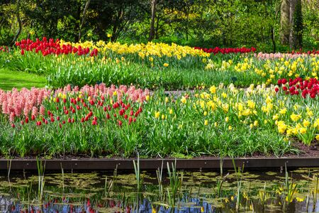 Spring flowers reflected in water. Keukenhof Garden, Netherlandsの写真素材